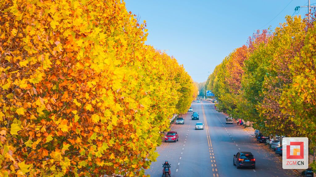 一年一度的金色限定已上线 记者 宋姿熠 摄.jpg