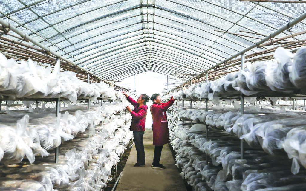 村民种植香菇1 拍摄:李文军.JPG