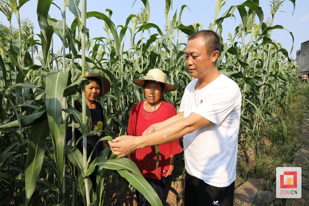共產(chǎn)黨員、農(nóng)技員周尤凡為村民提供農(nóng)業(yè)技術(shù)指導(dǎo)。
