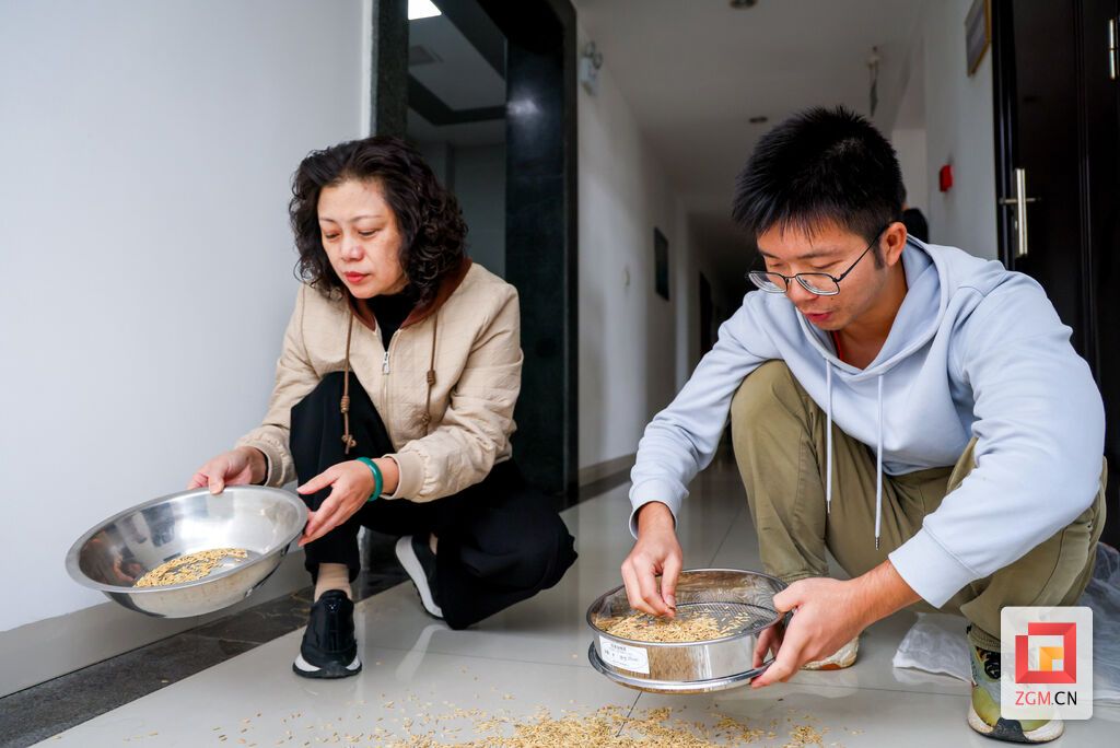 工作人员正在筛选稻粟.jpg