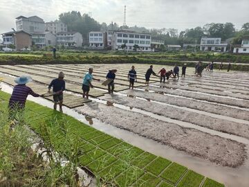 “超级稻”安家川东丘陵：一场关乎川粮“芯片”自产的春耕突围