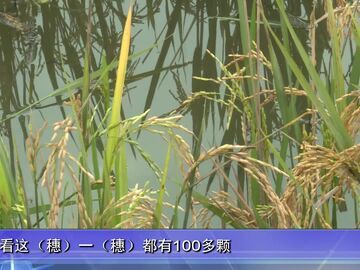 自贡新闻｜一种两收稻浪涌 自贡113万亩再生稻喜获丰收