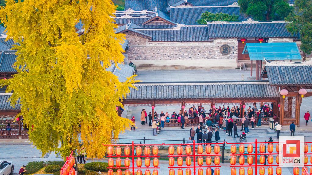 一树金黄，成了一场无声的召集。人们从四面八方奔赴而来一睹这秋日的盛景 记者 宋姿熠 摄.jpg