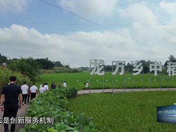 直播盐都｜绘就粮仓好“丰”景 自贡市召开大春田管暨晚秋生产现场会