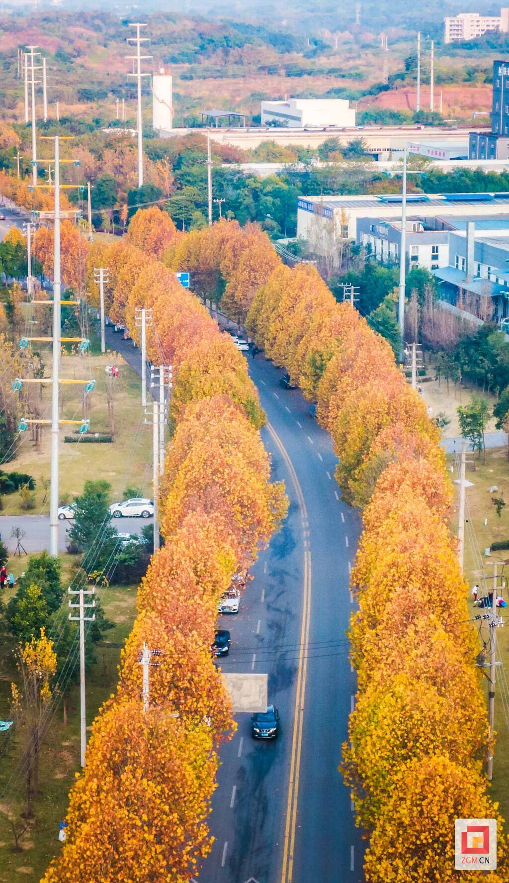 金黃梧桐顯夢(mèng)幻 板倉(cāng)公路美如畫.jpg