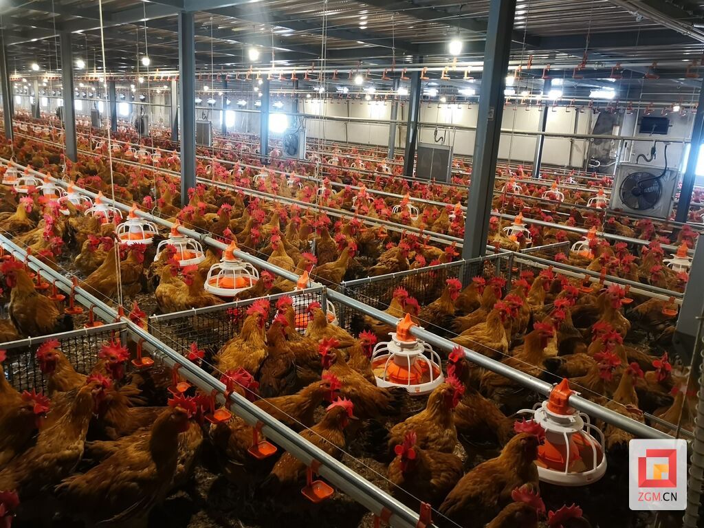 肉鸡养殖.jpg