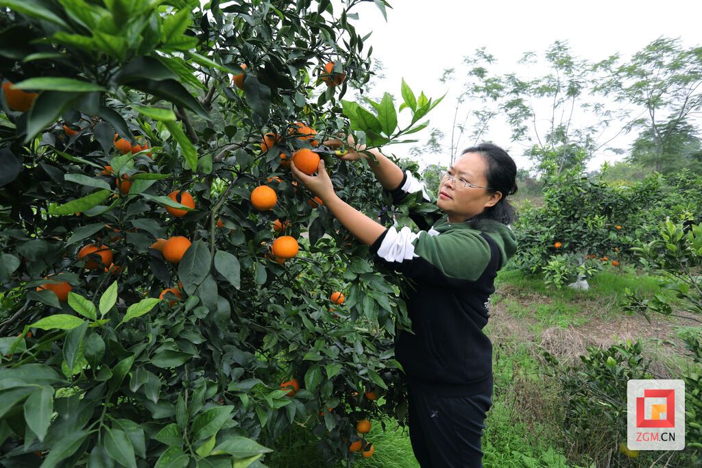 摘果，羅祥瑞攝.JPG