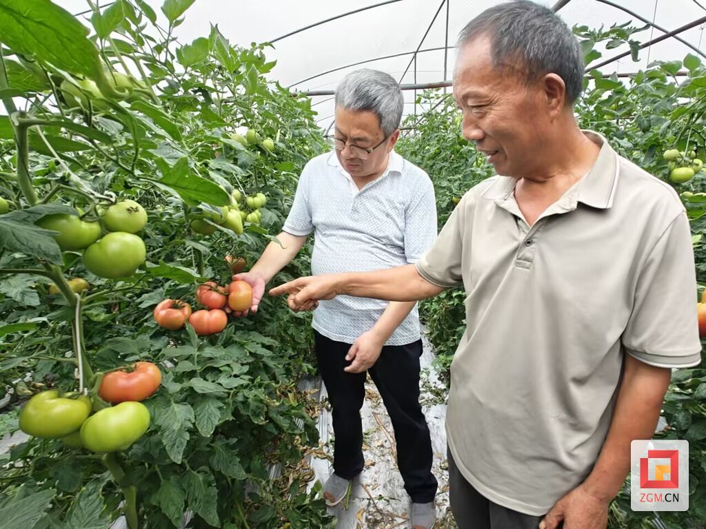 古刚文(左)和习久华交流番茄生长情况.jpg