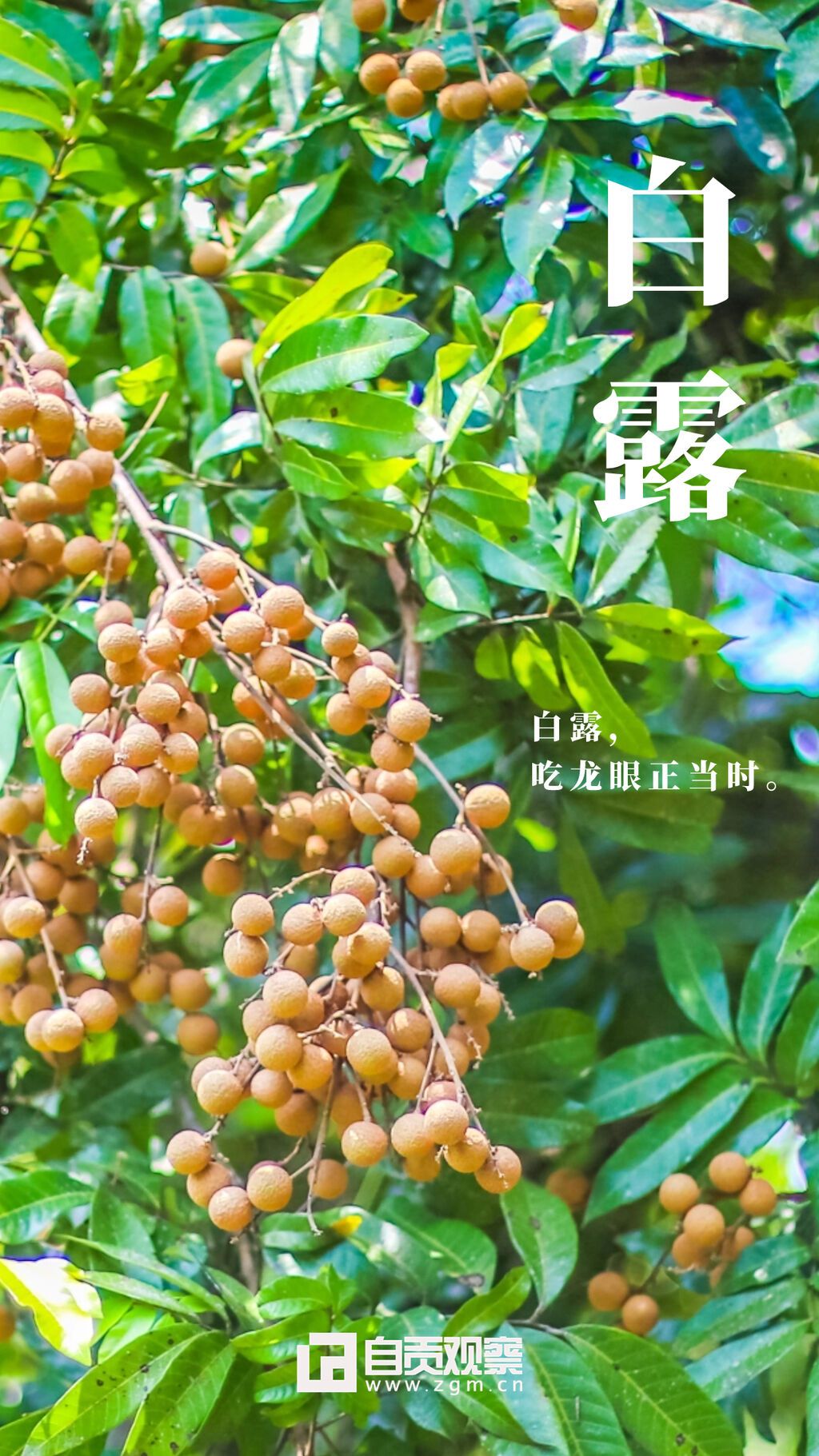 白露海報3.jpg