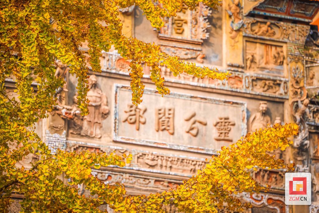 金燦燦的銀杏驚艷了桓侯宮的冬天.jpg