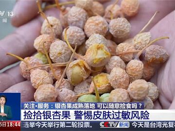 转发提醒！银杏食用不当会中毒