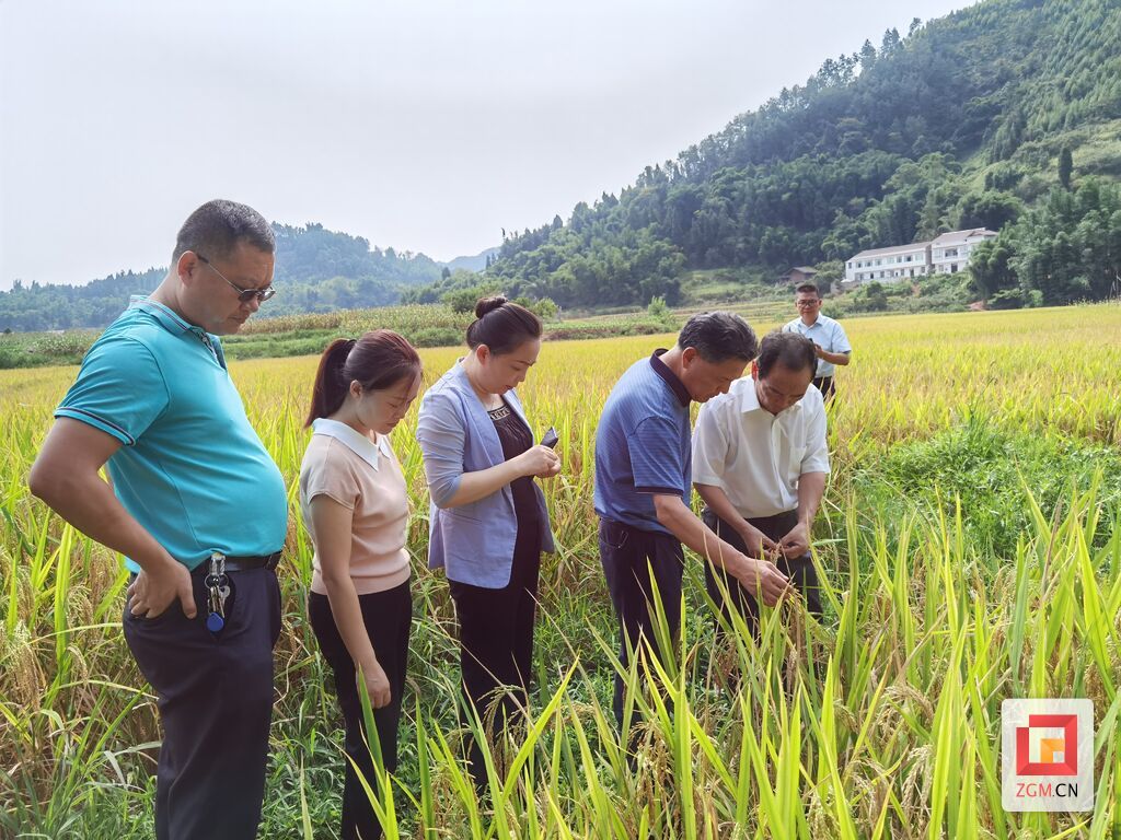 調(diào)研五糧液專用糧基地.jpg
