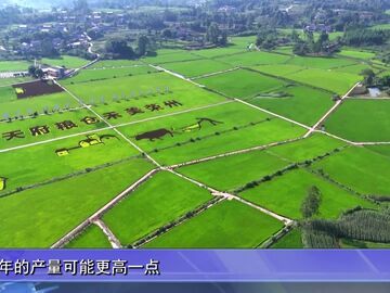 自贡新闻｜水稻夏管正当时 赖河坝粮油园区筑牢丰产根基