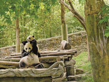 央媒看四川丨在大熊猫国家公园，和自然对话