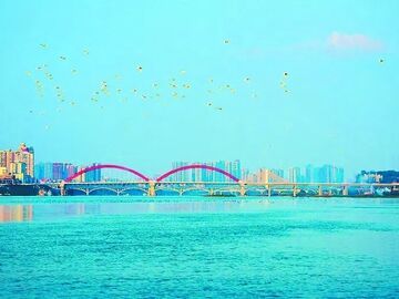 二十余载守望  他用光影刻下南充“飞鸟谱”