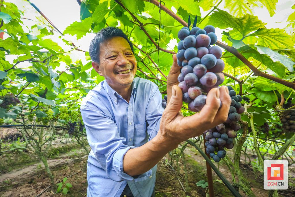 贡井区成佳镇四五村。捧着成熟的葡萄，果农脸上写满丰收的喜悦。