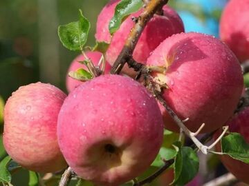 甘孜州特色农牧产业结硕果 乡村振兴迈新步