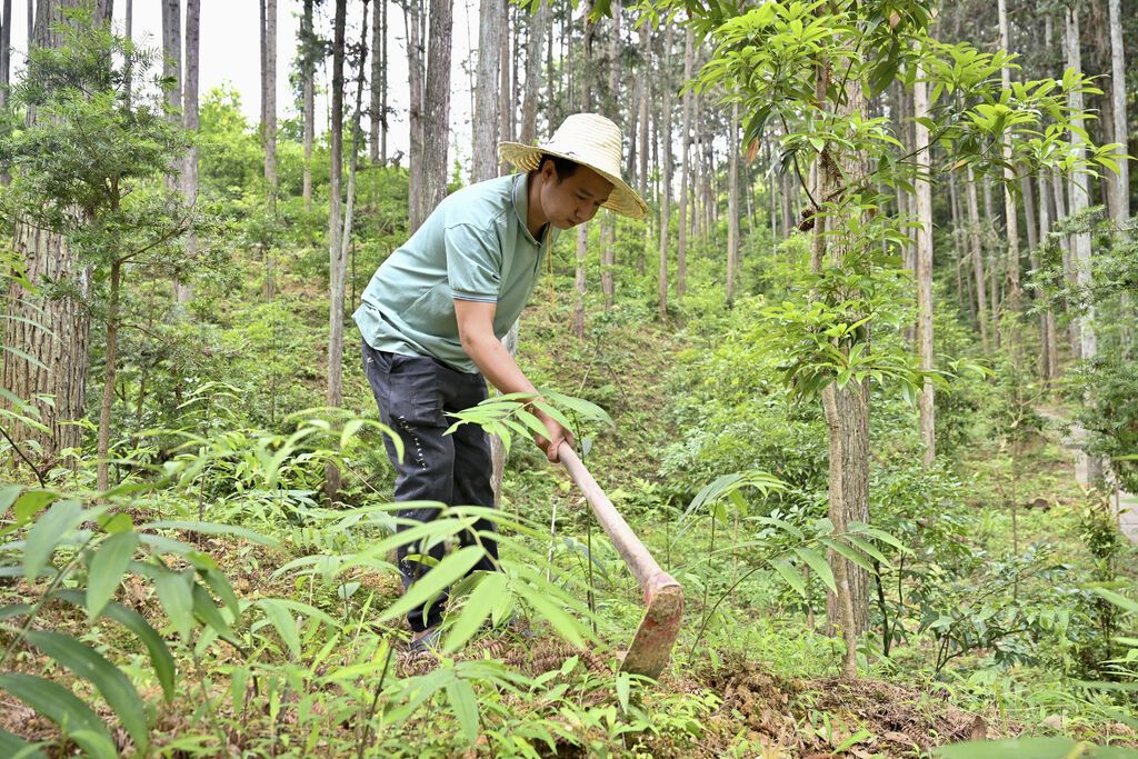2024年5月9日,福建省三明市马岩林下经济种植示范基地工人在管理林下种植的多花黄精。