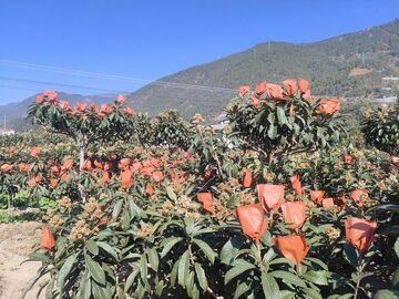 我的“十四五”丨杨再平与高丰村的枇杷共富路