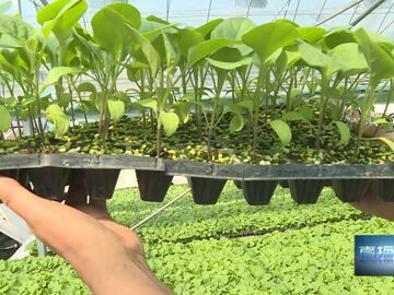 直播盐都｜智慧育苗上亿株 “种业芯片”点亮鼎新富民路