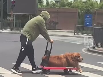大热天遛狗的不同打开方式丨一只狂奔 一只坐“专车”网友：同是狗 不同命！