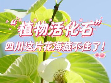 “植物活化石”四川这片花海藏不住了！