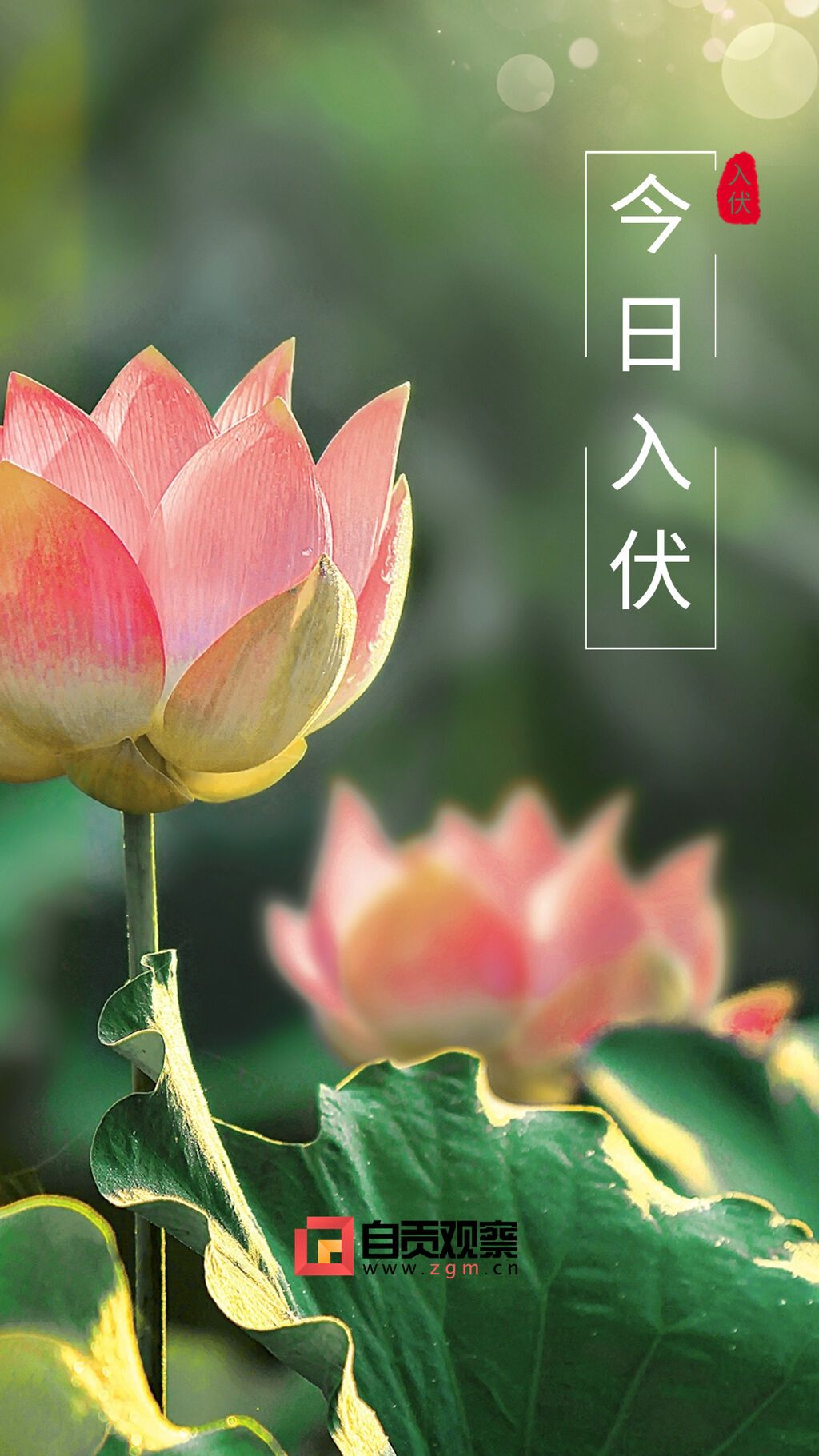 中伏節(jié)點(diǎn)祝福問(wèn)候排版手機(jī)海報(bào).jpg