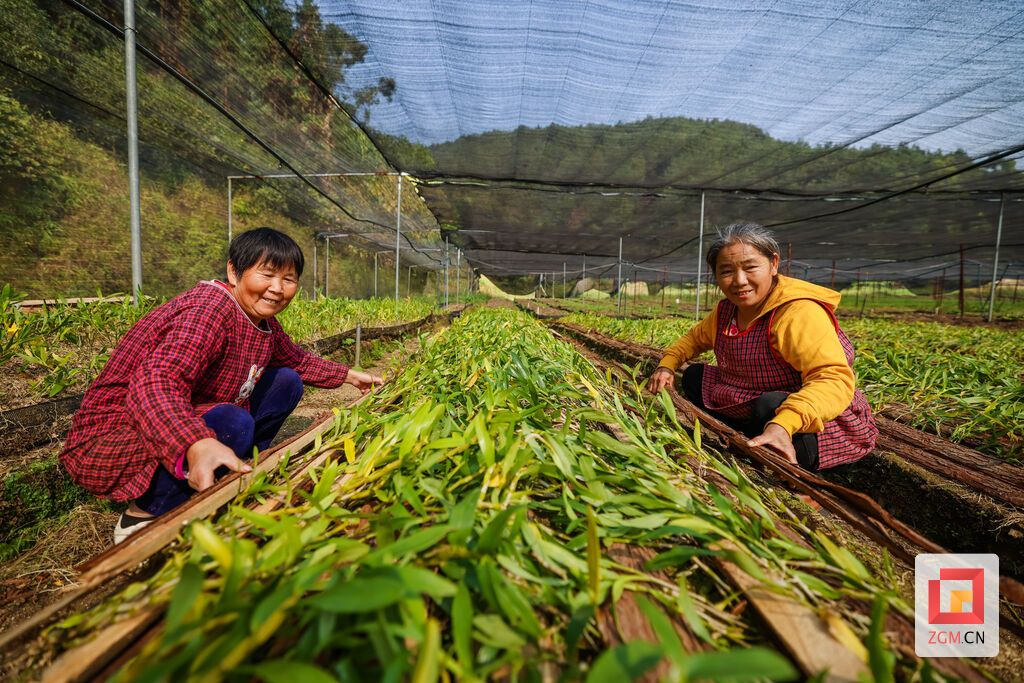 琵琶鎮(zhèn)鐵皮石斛種植基地.jpg