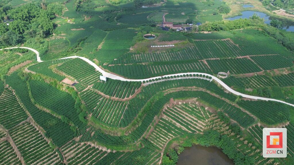 成佳镇大豆玉米带状复合种植示范基地.JPG