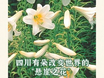 方志新語(yǔ)丨四川有朵改變世界的“懸崖之花”