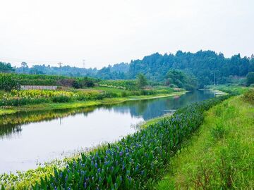 我的乡村超安逸丨一条河的“绿色手术”：乐至把“净水器”种在田野上