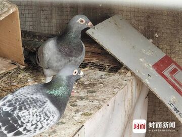 内江一小区业主在楼顶私建鸽棚，住户饱受粪便、噪声困扰；养鸽业主承诺：10月底前全部拆除