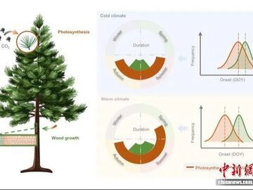 中国团队领衔研究发现：气候变暖拉大树木生长与光合作用“时间差”