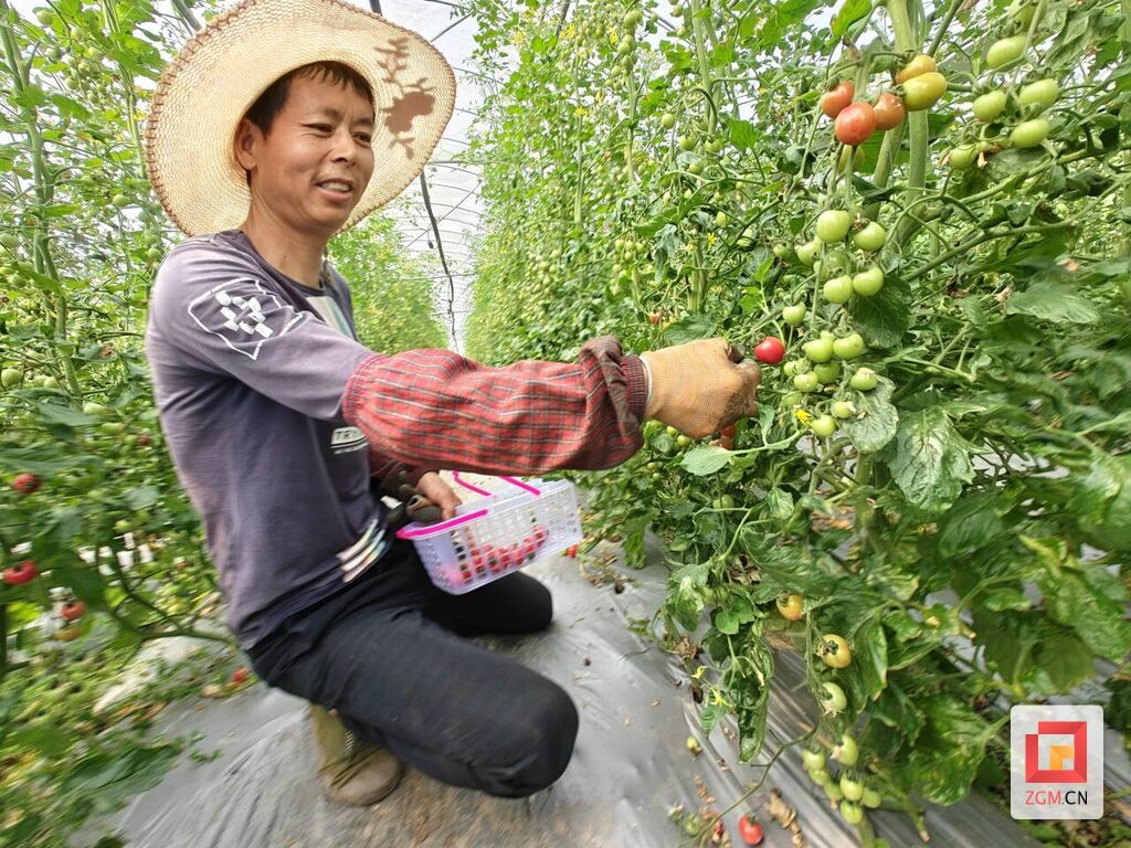 程华金采摘五彩小番茄.jpg
