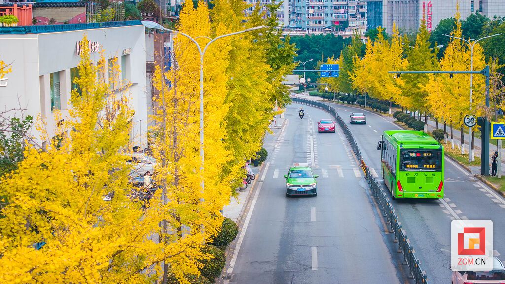 金黄的音信与城市街道相映成趣,构成一幅冬日里的暖意画卷 记者 宋姿熠 摄.jpg