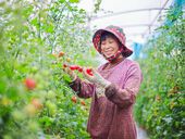 鼎新镇：一产种出七彩果 三产开出融合花