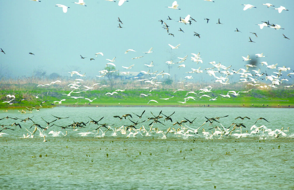 良好的生态环境吸引大量候鸟回归。常德日报通讯员 周国华 摄.jpg