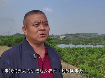 直播盐都｜贡井桥头：橘香漫山野 鲜果迎采摘