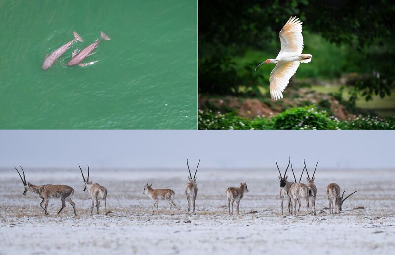 这是一张拼版照片：左上图为在湖北省宜昌市江边，长江江豚在水中嬉戏（无人机照片，新华社记者肖艺九5月11日摄）；右上图为陕西省汉中市洋县朱鹮生态园内的朱鹮（新华社记者刘潇5月13日摄）；下图为藏羚羊在三江源可可西里地区活动（新华社记者吴刚4月20日摄）。新华社发