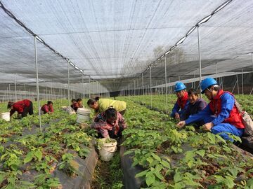 自贡供电公司：电力护航药材种植 村民种出致富路