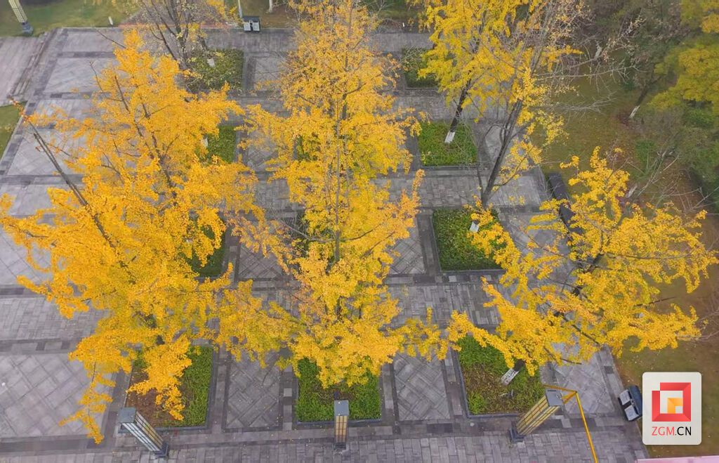 汇东公园里银杏 记者 罗祥瑞 摄.jpg