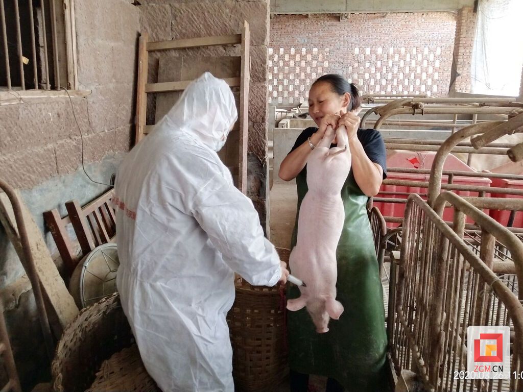 开展动物疫病防控免疫注射