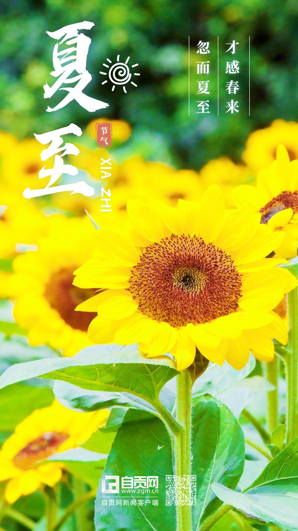 母嬰親子夏至節(jié)氣祝福手機(jī)海報(bào) (2).jpg