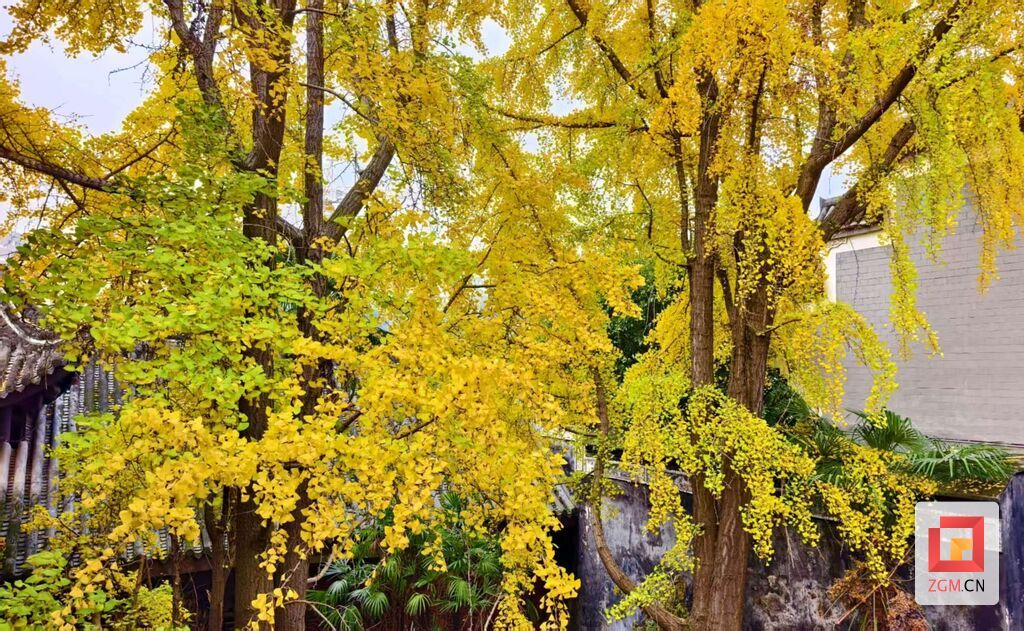 盐史馆的银杏与建筑相得益彰 记者 罗祥瑞 摄.jpg