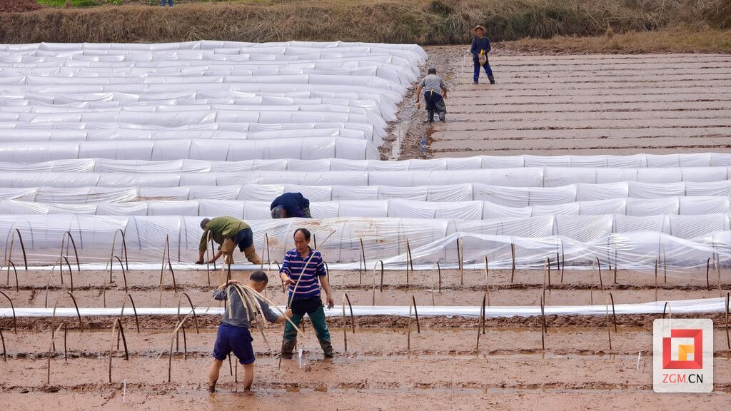 沿滩区永安镇云龙村村民正在春耕劳作 记者 罗祥瑞 摄 (2).jpg