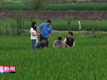自贡新闻｜大春田管苗精壮 稻花盛放迎丰年