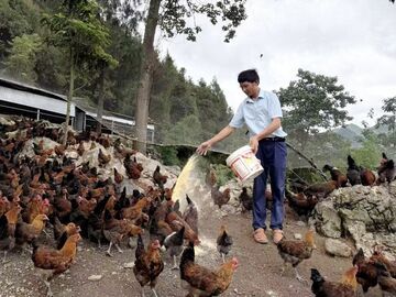 我的乡村超安逸丨乌蒙山里有群养鸡人