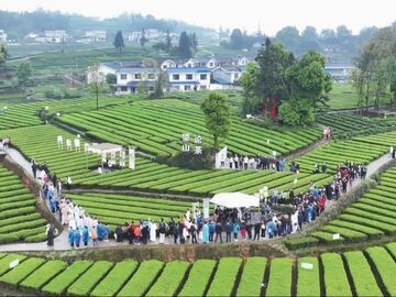 以前来买茶 现在来住下 泸州乡村慢生活等你解锁