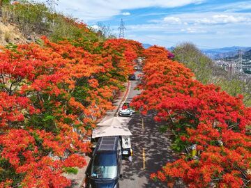 老工矿区出圈 攀枝花西区凤凰花叙奋斗史丨阳光花果城 康养攀枝花
