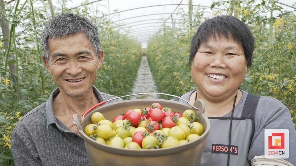鼎新彩虹小番茄采摘现场.jpg